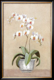 Buy Phalaenop at AllPosters.com