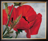 Red Poppy