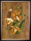 Buy Sumatra Orchids II at AllPosters.com