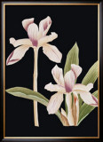 Buy Black Magic I at AllPosters.com