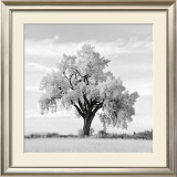 Buy Oak Tree at AllPosters.com