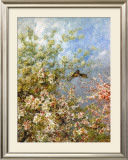 Apple Blossoms