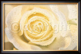 Buy La Paloma at AllPosters.com