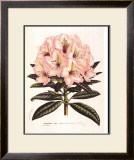 Buy Pink Rhododendron I at AllPosters.com