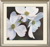 Dogwood Study