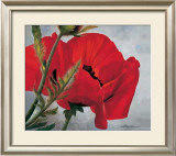 Red Poppy