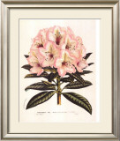 Buy Pink Rhododendron I at AllPosters.com