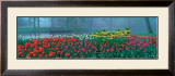 Buy Keukenhof at AllPosters.com