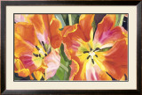 Two Parrot Tulips