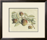 Buy Botanical IV at AllPosters.com