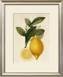 Tuscany Citrus I