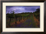 Buy Wendouree Cellar Vineyards at AllPosters.com