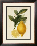 Tuscany Citrus I