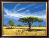 Kalahari Desert
