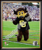 University of Colorado Buffaloes Mascot 2004