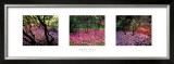 Buy Fallen Petals at AllPosters.com