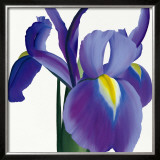 Buy Iris at AllPosters.com