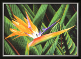 Buy Bird of Paradise at AllPosters.com