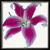 Buy Lily at AllPosters.com