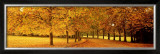 Autumn Leaves, Loire Valley, France