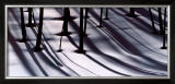 Buy Pine Trees and Morning Shadows at AllPosters.com