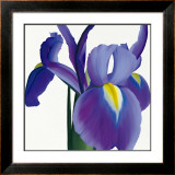 Buy Iris at AllPosters.com