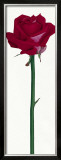 Buy Little Pink Rose at AllPosters.com