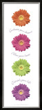 Buy Gerbera Daisies at AllPosters.com