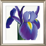 Buy Iris at AllPosters.com