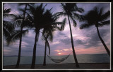 Coconut Palms