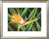 Buy Bird of Paradise at AllPosters.com