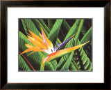 Buy Bird of Paradise at AllPosters.com