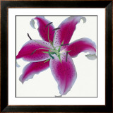 Buy Lily at AllPosters.com