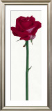 Buy Little Pink Rose at AllPosters.com