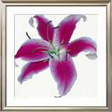 Buy Lily at AllPosters.com