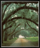 Buy Georgian Oaks at AllPosters.com