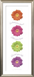 Buy Gerbera Daisies at AllPosters.com