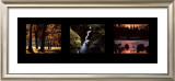 Buy Images from Nature II at AllPosters.com