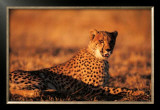 Buy Guepard at AllPosters.com