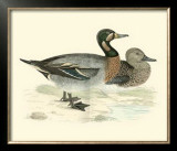 Buy Morris Ducks III at AllPosters.com