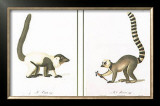 Buy Lemurs at AllPosters.com
