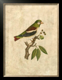 Buy Selby Birds V at AllPosters.com