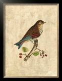 Buy Selby Birds III at AllPosters.com