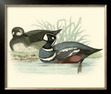 Buy Morris Ducks IV at AllPosters.com