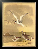 Coastal Dwellers I