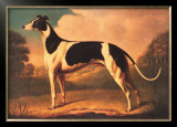Buy English Greyhound at AllPosters.com