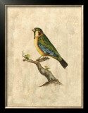 Buy Selby Birds II at AllPosters.com