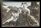 Buy Dall Sheep at AllPosters.com