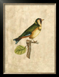 Buy Selby Birds I at AllPosters.com