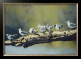 Out on a Limb, White Winged Terns